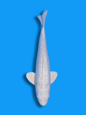 Ginrin Platinum | Koi&Co.